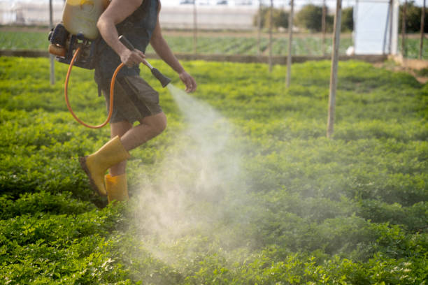 Best Pest Removal Services  in Seagraves, TX