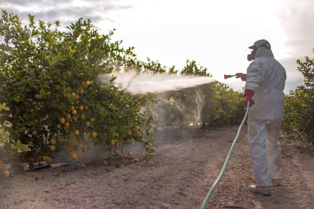 Best Spider Control Near Me  in Seagraves, TX