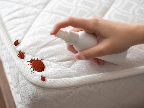 Best Local Pest Control Services  in Seagraves, TX