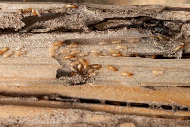 Best Local Pest Control Services  in Seagraves, TX