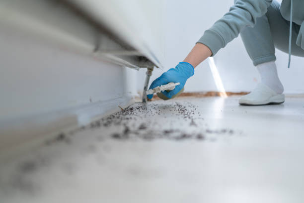 Reliable Seagraves, TX Pest Control Solutions